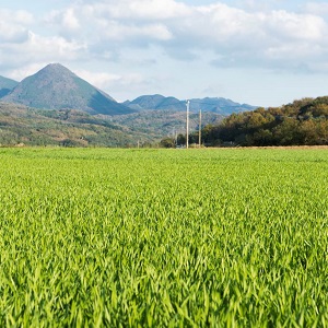 大麦若葉は大分県国東半島とその周辺地域が産地。