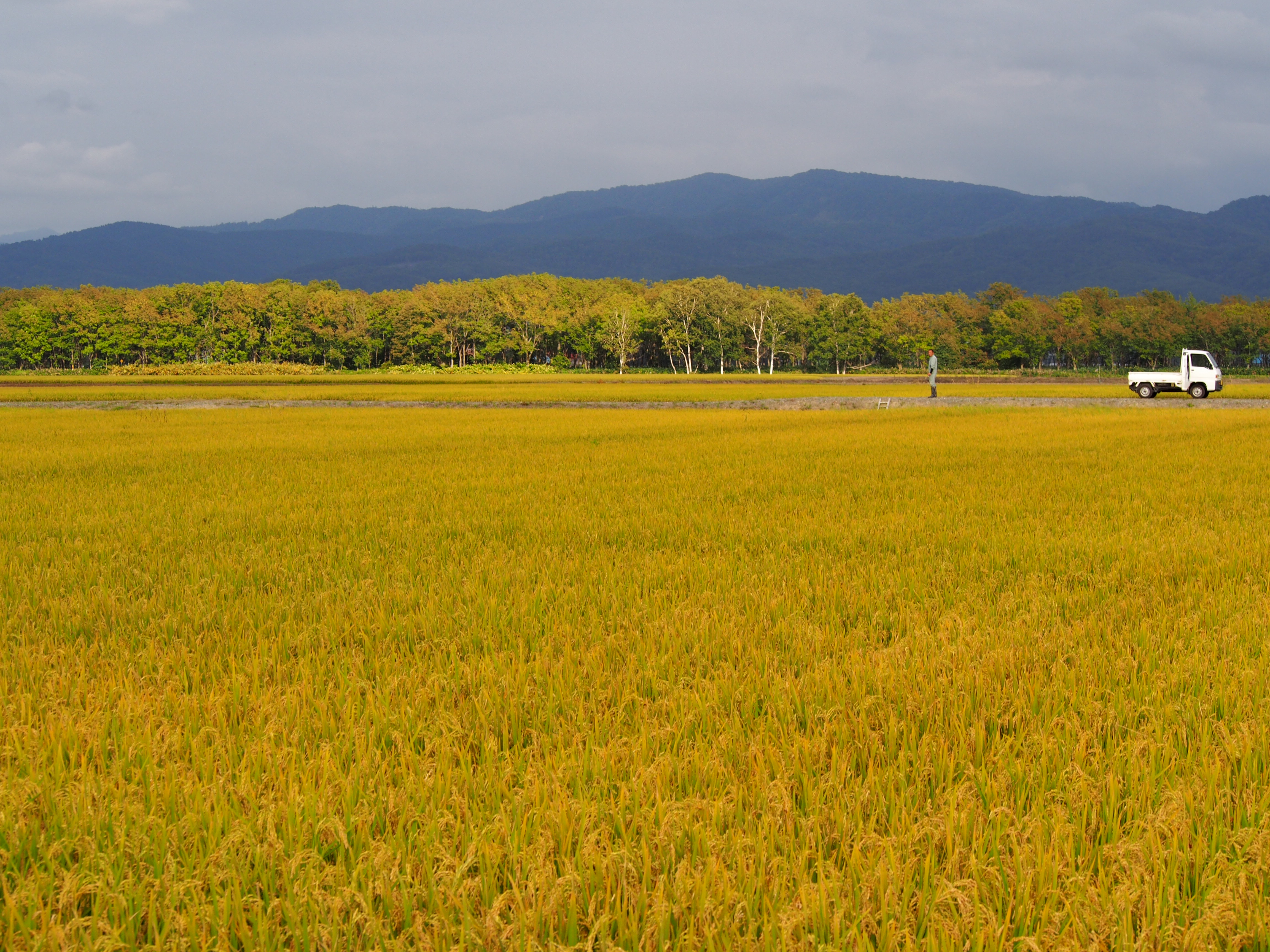 ろはこ米が使用する北海道産「ゆめぴりか」の産地 - quot;空知地方quot;の米作り