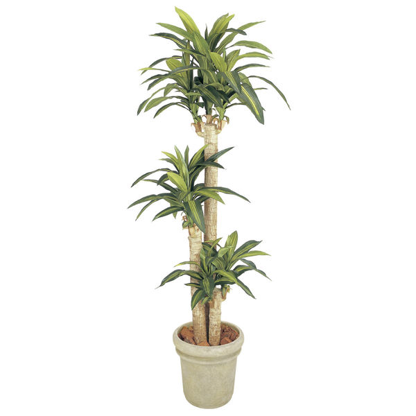アスクル タカショー 人工観葉植物 ドラセナ 幸福の木1 7m Gd 149 1個 直送品 通販 Askul 公式