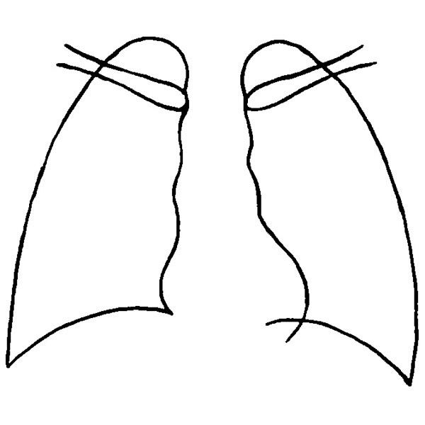 アスクル】イマムラ 人体図型ゴム印（肺） 06402 1セット（4個入） 24-3050-00（直送品） 通販 ASKUL（公式）