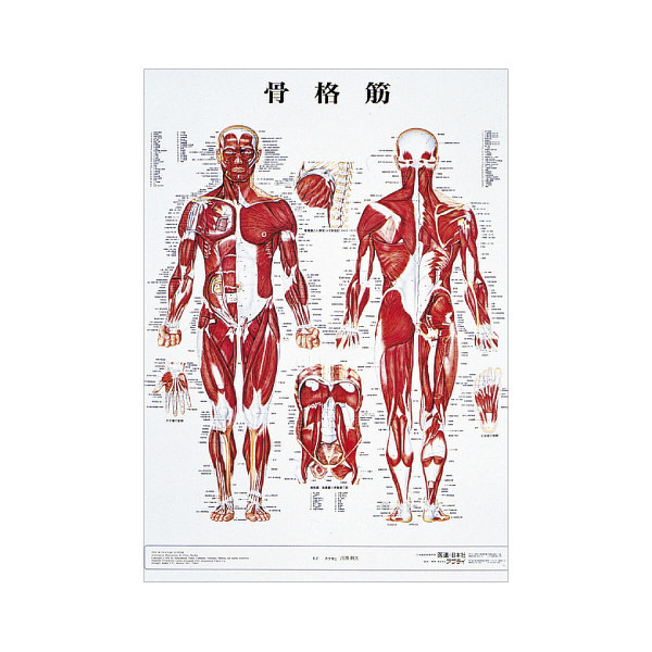 アスクル 京都科学 人体解剖学チャート ポスターサイズ 骨格筋 x2 1箱 2枚入 11 2230 00 03 直送品 通販 Askul 公式
