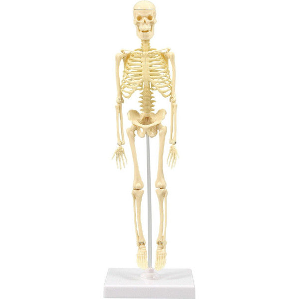 アーテック 人体骨格模型 30cm 8セット 1セット 直送品 93609 ケース入 超大特価 人気ブランド