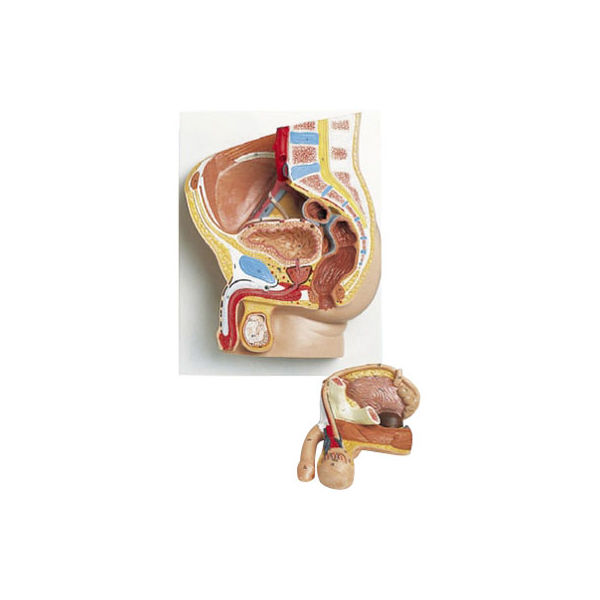 プチギフト 無料健康相談 対象製品 3B社 人体模型 生殖器・骨盤模型 男性骨盤内臓器2分解モデル （h11) 鍼灸 模型 