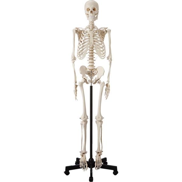 アスクル ケニス 人体骨格模型 Hs 直送品 通販 Askul 公式