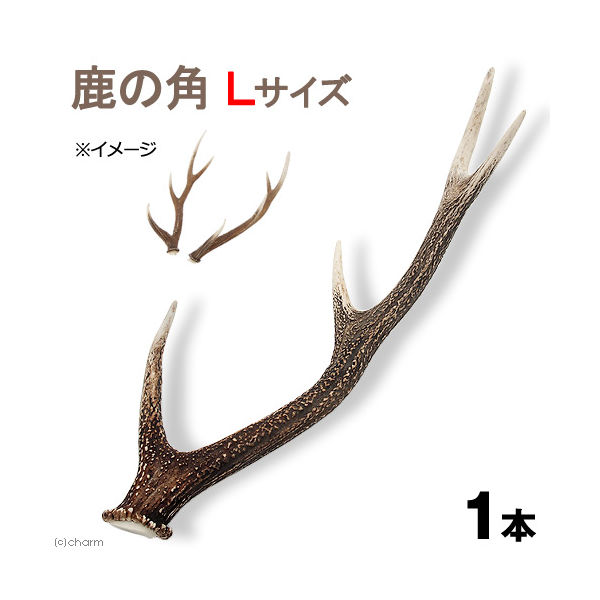 最上の品質な 鹿の角 9本 大きめ - grupofranja.com