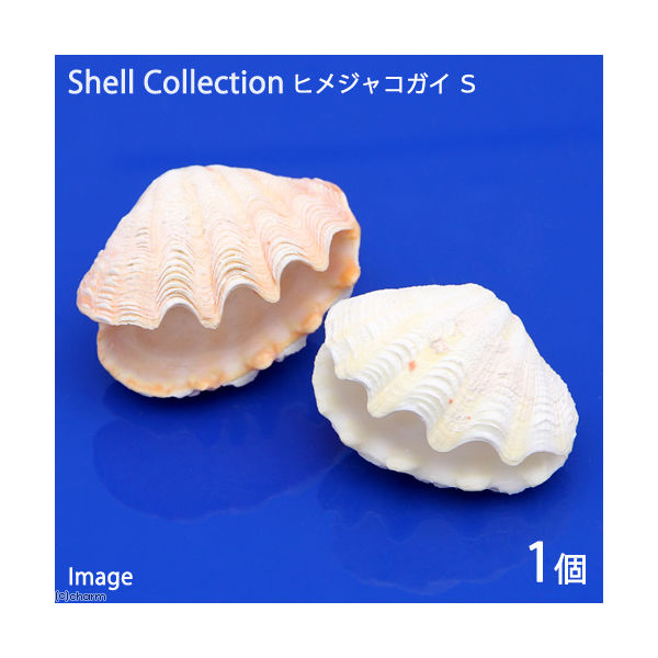 非売品 沖縄の貝殻セット シャコ貝6点入り
