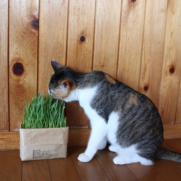 無印良品 猫草栽培セット 2個入り 2セット 良品計画