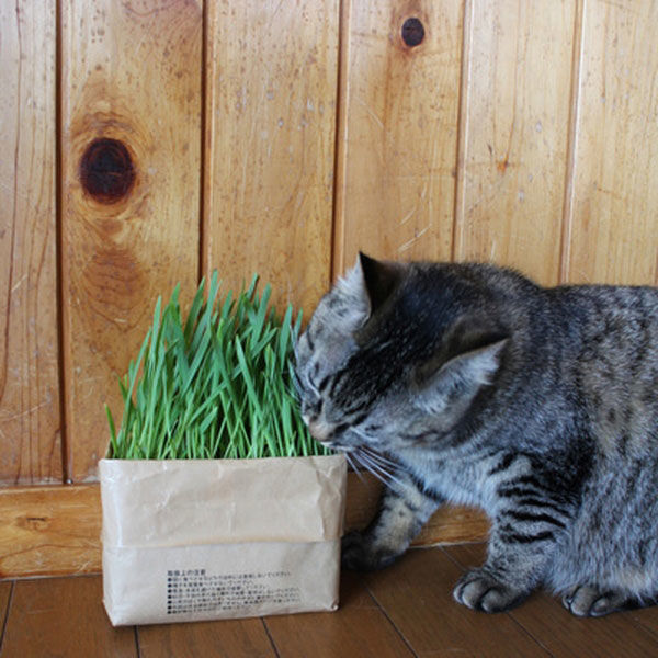まとめ買いセット】無印良品 猫草栽培セット 2個入り 10セット 良品