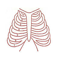 サンビー 人体略図ゴム印 胸部15 『胸部助骨』 JING-15 （取寄品） 1個