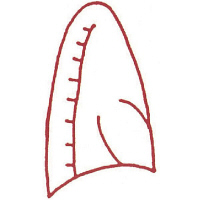 サンビー 人体略図ゴム印 胸部側面右18 『胸部側面右』 JING-18 1個（取寄品）
