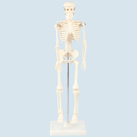 アーテック 人体骨格模型 42cm 9976（直送品）