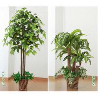 ファミリー・ライフ　人工観葉植物ベンジャミン＆幸福の木2個セット　（直送品）
