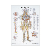 アスクル】 京都科学 人体解剖学チャート（ポスターサイズ） 骨格筋 