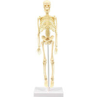 アーテック 人体骨格模型（30cm） 8セット（ケース入） 93609 1セット（直送品）