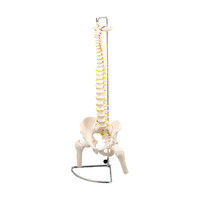 アーテック 脊柱模型 大腿骨付 9710（直送品）