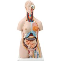 ケニス 人体解剖模型(トルソー型) B-30 31600116 1個（直送品）