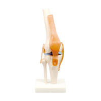 アーテック 膝関節模型 9704（直送品）
