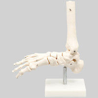 アスクル】アーテック 膝関節模型 9704（直送品） 通販 - ASKUL（公式）