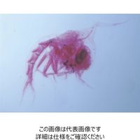 ナリカ 水の中の微生物プレパラート 10種 WM-10N L55-8032 1セット（2セット）（直送品）