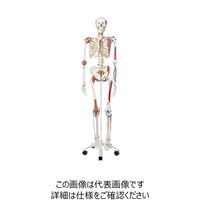 ナリカ 人体骨格模型 A13N M60-4071 1セット（直送品）
