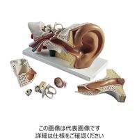 ナリカ 耳の構造模型 E11N M60-4137 1セット（直送品）