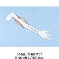 ナリカ 骨格と筋肉の動き実験モデル KBM-1 M60-4559 1セット（2個）（直送品）