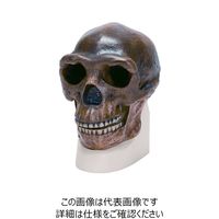 ナリカ 古代人頭蓋骨模型（北京原人） VP750N/1 M60-4604 1個（直送品）