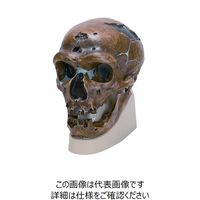ナリカ 古代人頭蓋骨模型（ネアンデルタール） VP751N/1 M60-4605 1個（直送品）