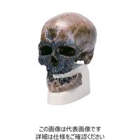 ナリカ 古代人頭蓋骨模型（クロマニヨン人） VP752N/1 M60-4606 1個（直送品）