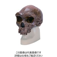 ナリカ 古代人頭蓋骨模型（古代型ホモサピエンス） VP754N/1 M60-4608 1個（直送品）