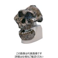 ナリカ 古代人頭蓋骨模型（ボイセイ猿人） VP755N/1 M60-4609 1個（直送品）