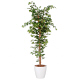 アイコム　人工観葉植物　人工樹木　フィカスベンジャミン　1.8m　AGA-1801N　1鉢