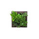 トヨタサントリーミドリエ MIDORIE DESIGN（ミドリエデザイン） 観葉植物 FRAME 17Z4