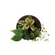 トヨタサントリーミドリエ MIDORIE DESIGN（ミドリエデザイン） 観葉植物 グリーンフレーム