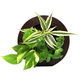 トヨタサントリーミドリエ MIDORIE DESIGN（ミドリエデザイン） 観葉植物 グリーンフレーム