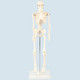 アーテック 人体骨格模型