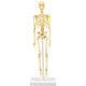 アーテック 人体骨格模型