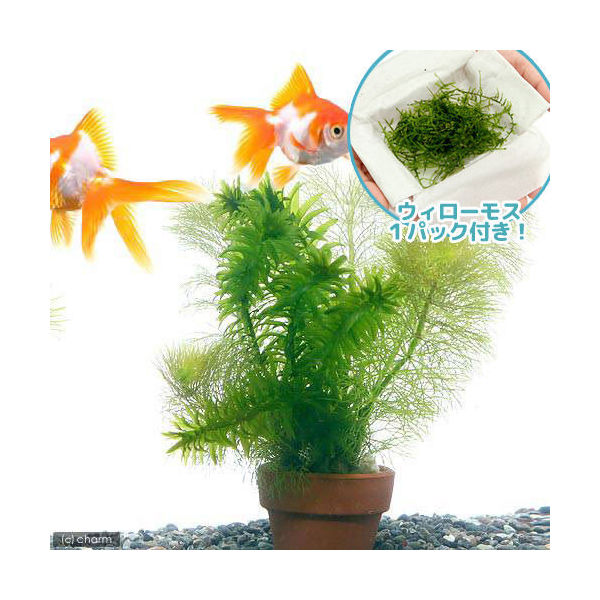 水草 ウィローモス メダカ 金魚藻 ミニ寄植え鉢 １セット 北海道航空便要