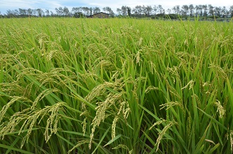 秋田県の米作りについて