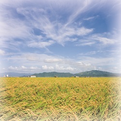 新潟県産コシヒカリと魚沼の湧き水だけを使用しています。