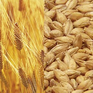 ザ・プレミアム・モルツは「コクと旨み」を引き出す麦を厳選